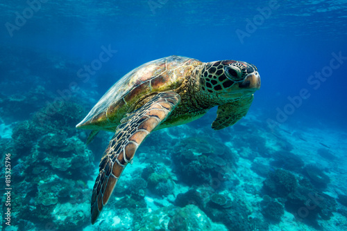 Portrait of a green sea turtle swimming the blue waters of a tropical pacific island reef lagoon