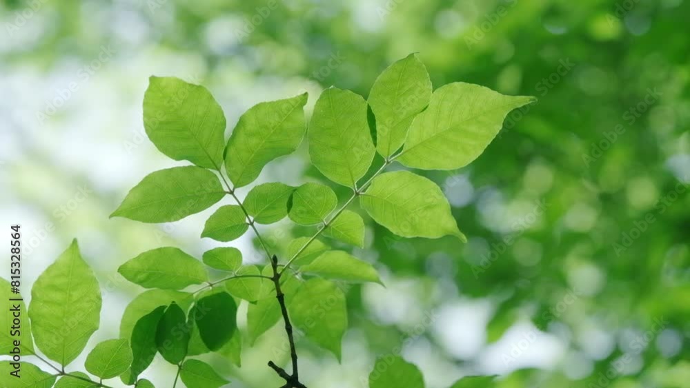 太陽の光を浴びる風に揺れる緑の新緑の葉　スローモーション・夏・初夏のイメージ　