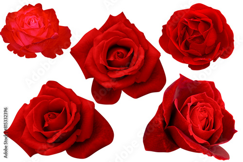 Five crimson roses blooming isolated on the white background.Photo with clipping path.