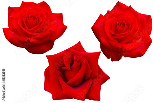 Three dark red roses heads blooming isolated on the white background.Photo with clipping path.