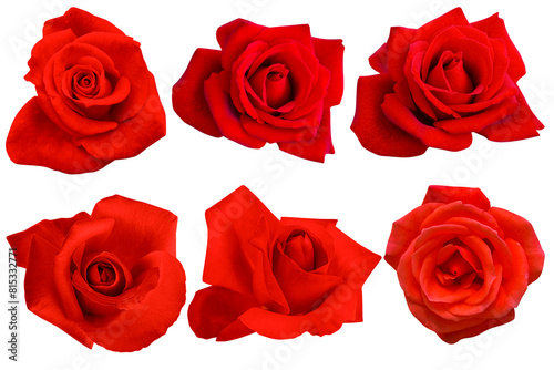Six crimson roses blooming isolated on the white background.Photo with clipping path.