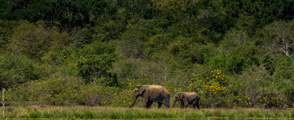 Elephant Duo Elephant Duo