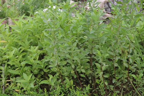 Lawsonia inermis plant on farm for sell