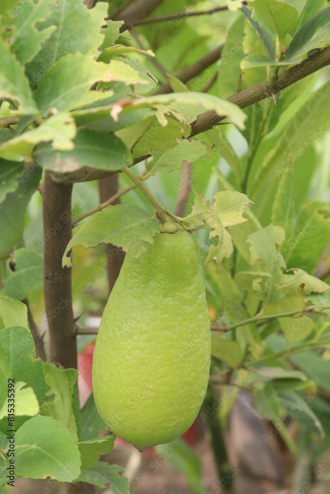 Lemons on tree in farm for harvest