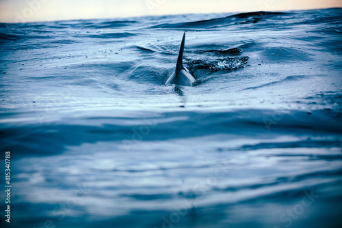 Large dolphin fin breaching the ocean's rippled surface photo