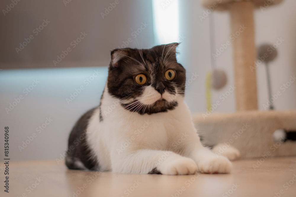 Close up scottish fold short black and white hair. Close up scottish fold short black and white hair.