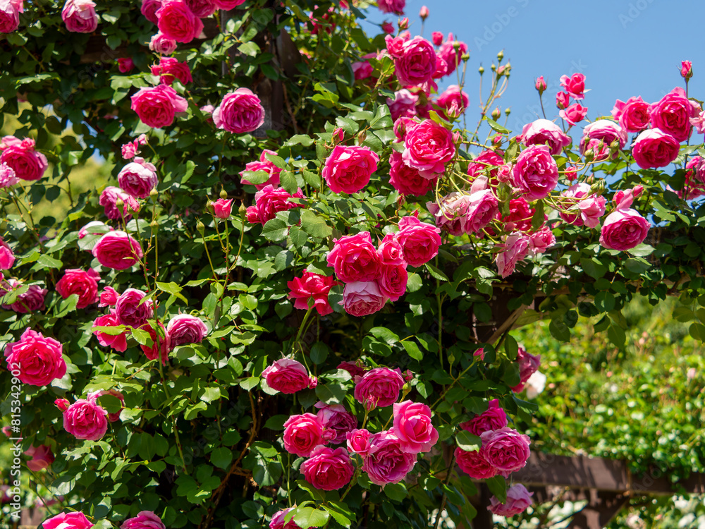 満開の薔薇が咲く薔薇園の風景