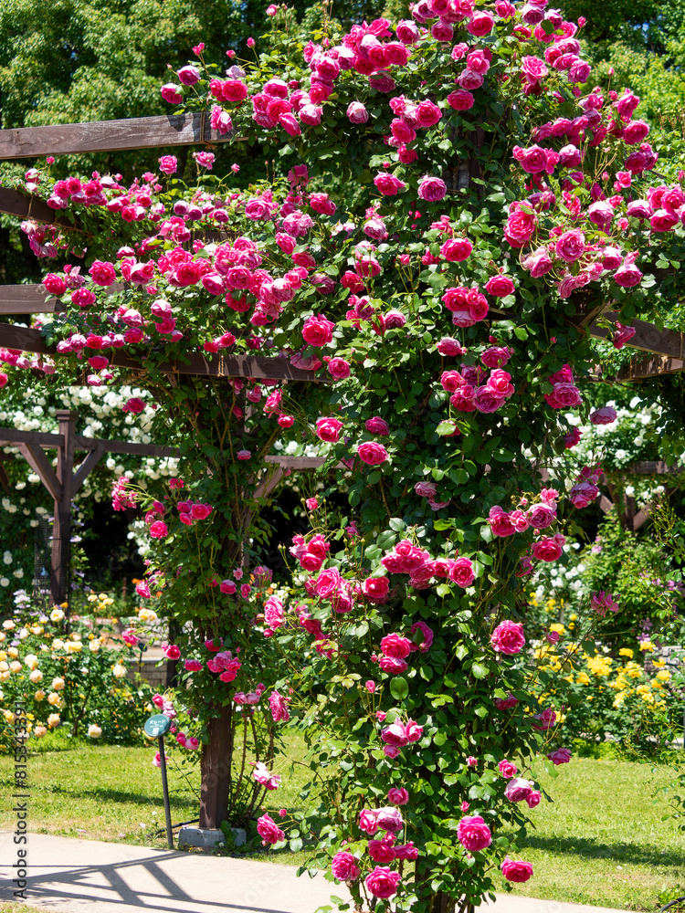 満開の薔薇が咲く薔薇園の風景