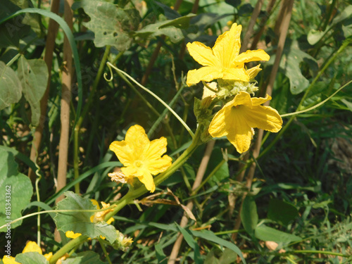 Armenian long cucumber (Cucumis melo var. flexuosus) in a vegetable garden on the terrace. photo