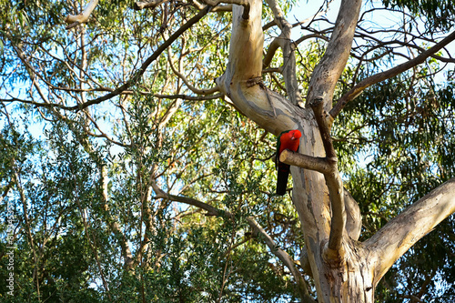 Great Ocean Road parrot on the tree photo