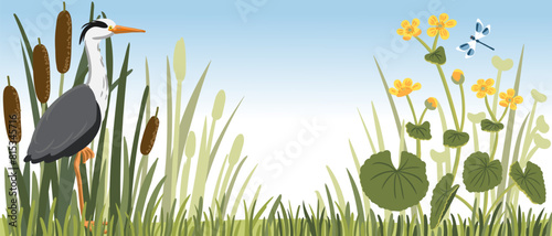 vector drawing grey heron and marsh plants and flowers, wild bird, dragonflies and lesser bulrush, narrowleaf cattail, hand drawn illustration