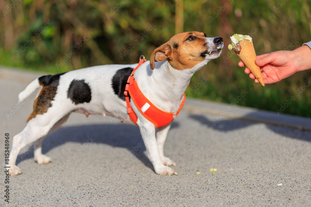 A dog of the Jack Russell Terrier breed eats ice cream. Animal portrait with selective focus and copy space A dog of the Jack Russell Terrier breed eats ice cream. Animal portrait with selective focus and copy space