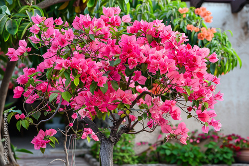 Wallpaper Mural Bougainvillea spectabilis, Pink bougainvillea is blooming. Torontodigital.ca