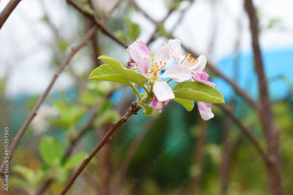 apple blossom flowers, Spring blossoms, apple blossom, apple tree in garden, Blooming fruit tree. Spring flowering of trees. Apple tree flower closeup apple blossom flowers, Spring blossoms, apple blossom, apple tree in garden, Blooming fruit tree. Spring flowering of trees. Apple tree flower closeup