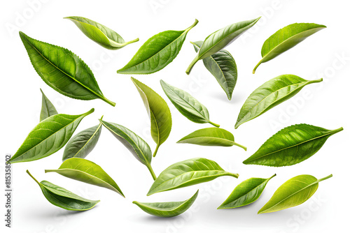 Green tea leave falling on white background  clipping path