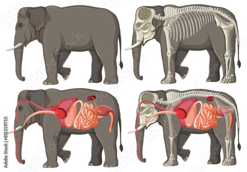 Detailed view of elephant's internal and skeletal structure