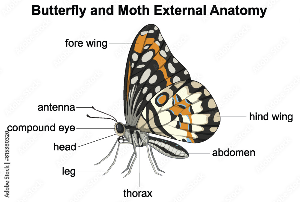 Poster Labeled parts of butterfly and moth anatomy – Wall Art | UkPosters