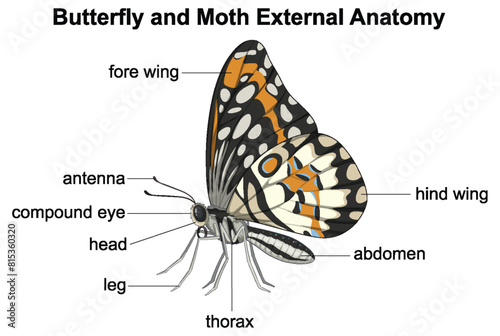 Labeled parts of butterfly and moth anatomy