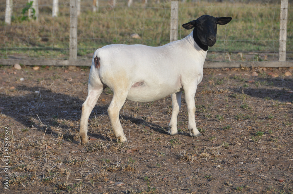 Beautiful female Dorper sheep on the farm
