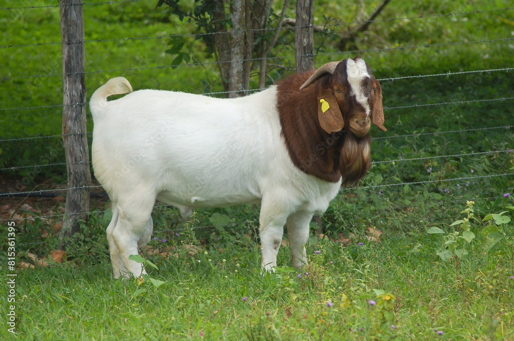 Male Boer goat very awarded in Brazil. The Boer is a breed developed in South Africa. Male Boer goat very awarded in Brazil. The Boer is a breed developed in South Africa.