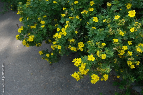 Foto Kuril tea shrub
