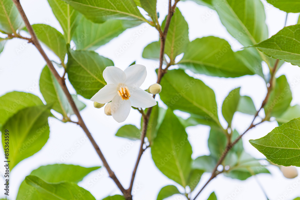 Bell-shaped white flowers that bloom downwards. snow bell, snow berry Bell-shaped white flowers that bloom downwards. snow bell, snow berry