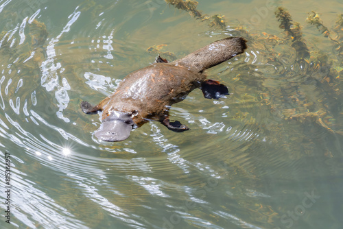 high angle shot of a platypus swimming to the left in the broken river at eungella national park of queensland
