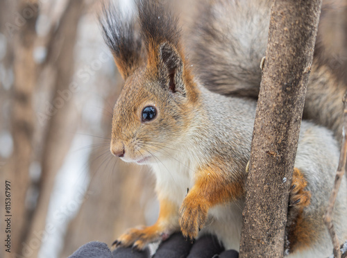 Photography The squirrel sits on a branches without leaves in the winter or autumn