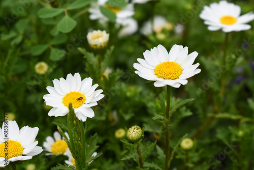 Oxeye daisy (Leucanthemum vulgare) blooming in spring, White flowers in the garden closeup, Wild daisy flowers growing on meadow, white chamomiles on green grass background. Oxeye daisy