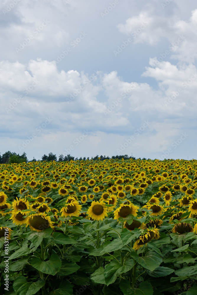 Obraz premium Sunflower field in blu cloudy sky background. Copy space for your text. Natural botany backdrop on gold sunset. Setting sun on field of yellow sunflowers. Flowering meadow on beautiful summer