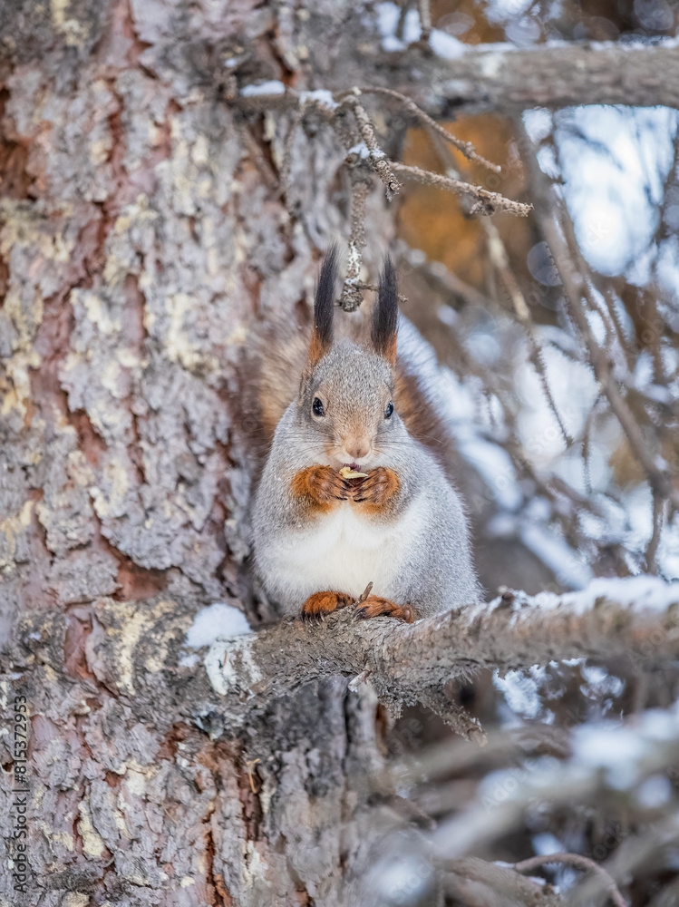 The squirrel with nut sits on tree in the winter or late autumn The squirrel with nut sits on tree in the winter or late autumn