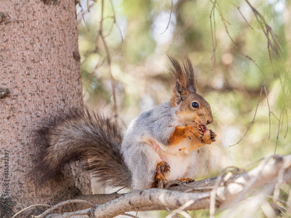 Fototapeta premium The squirrel with nut sits on a branches in the spring or summer.