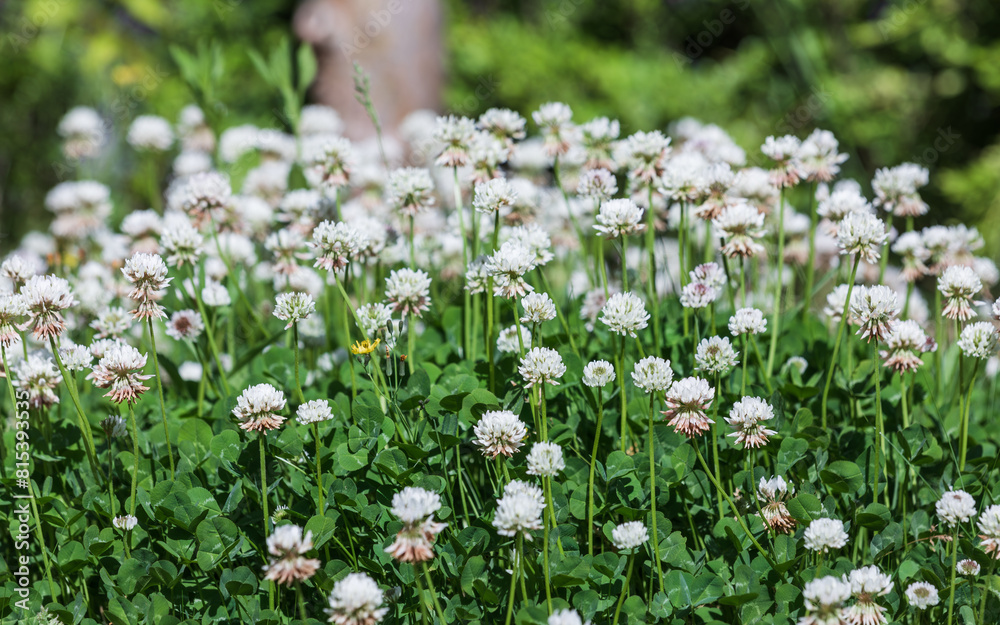 A spring lawn filled with clover flowers. warm sunshine - shamrock, Trifolium repens A spring lawn filled with clover flowers. warm sunshine - shamrock, Trifolium repens
