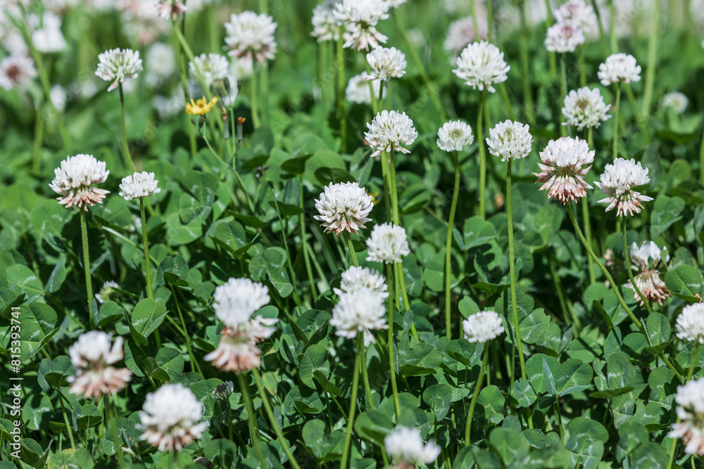 A spring lawn filled with clover flowers. warm sunshine - shamrock, Trifolium repens A spring lawn filled with clover flowers. warm sunshine - shamrock, Trifolium repens