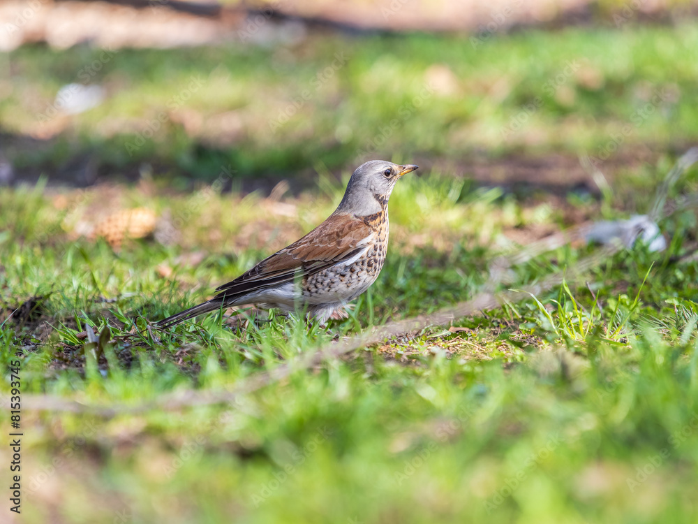 Wood bird Fieldfare, Turdus pilaris, on a sprng lawn. Wood bird Fieldfare, Turdus pilaris, on a sprng lawn.