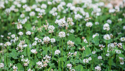 A spring lawn filled with clover flowers. warm sunshine - shamrock  Trifolium repens