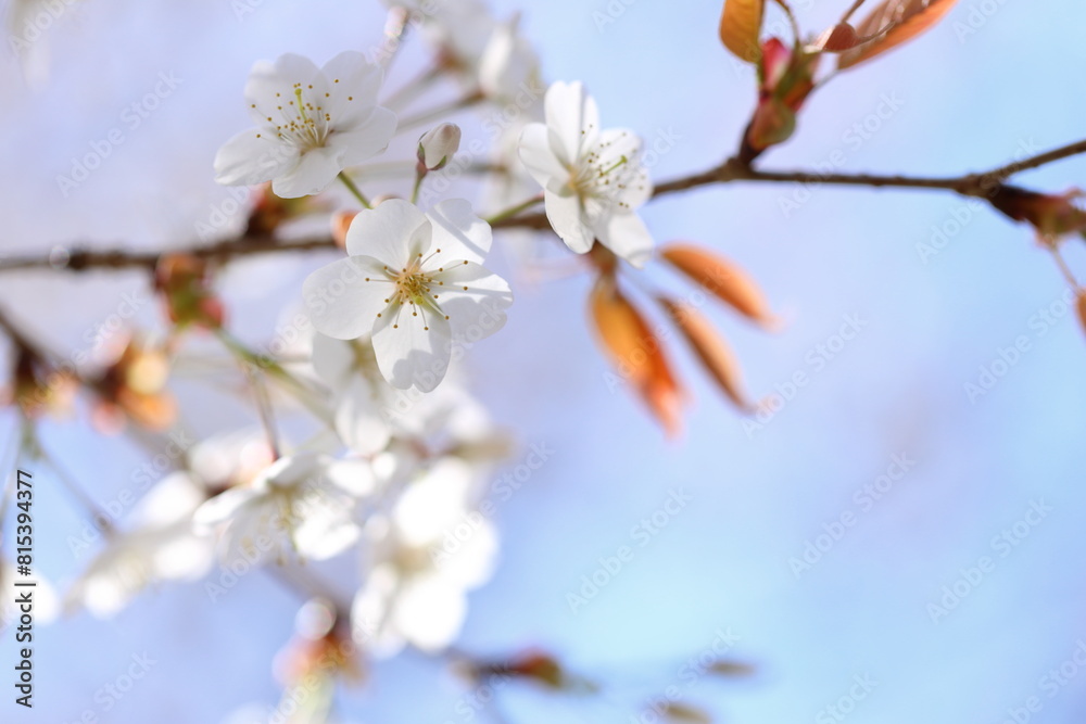 清楚な山桜のクローズアップ　青空背景