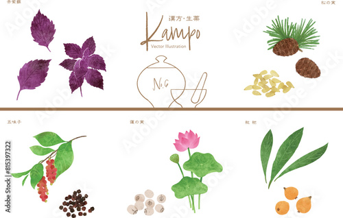 生薬ベクターイラストセット6（赤紫蘇・松の実・五味子・蓮子・枇杷）