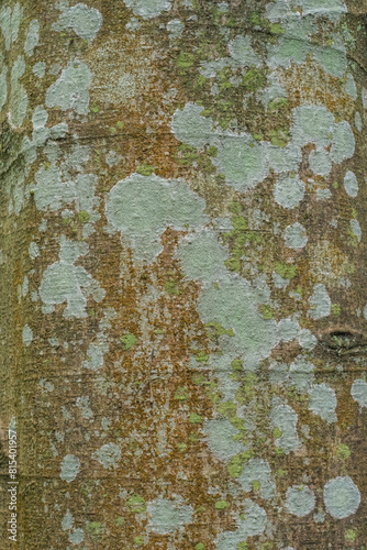 Pacific Dogwood (cornus nuttallii)