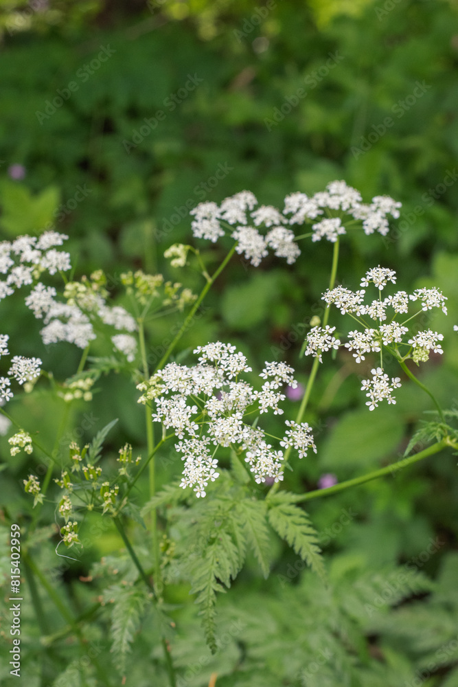 Japanese Hedge Parsley (Torilis japonica)
Japanese Hedge Parsley (Torilis japonica)