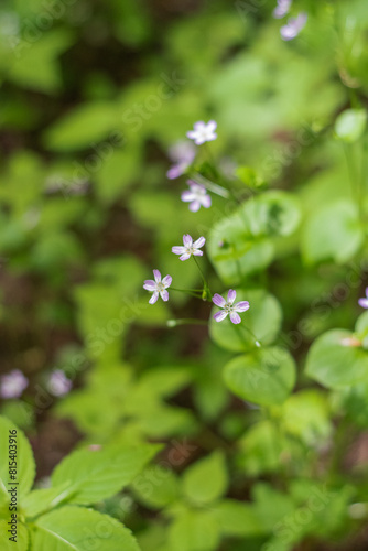 Quadro su tela Herb Robert (Geranium Robertainum)