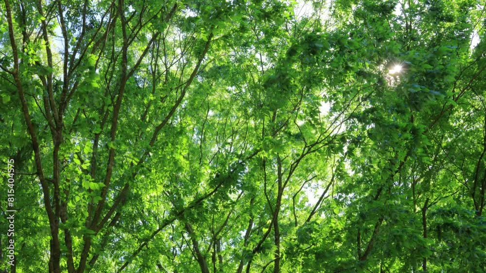 Green forest. Tree with green Leaves and sun light. Green forest. Tree with green Leaves and sun light.