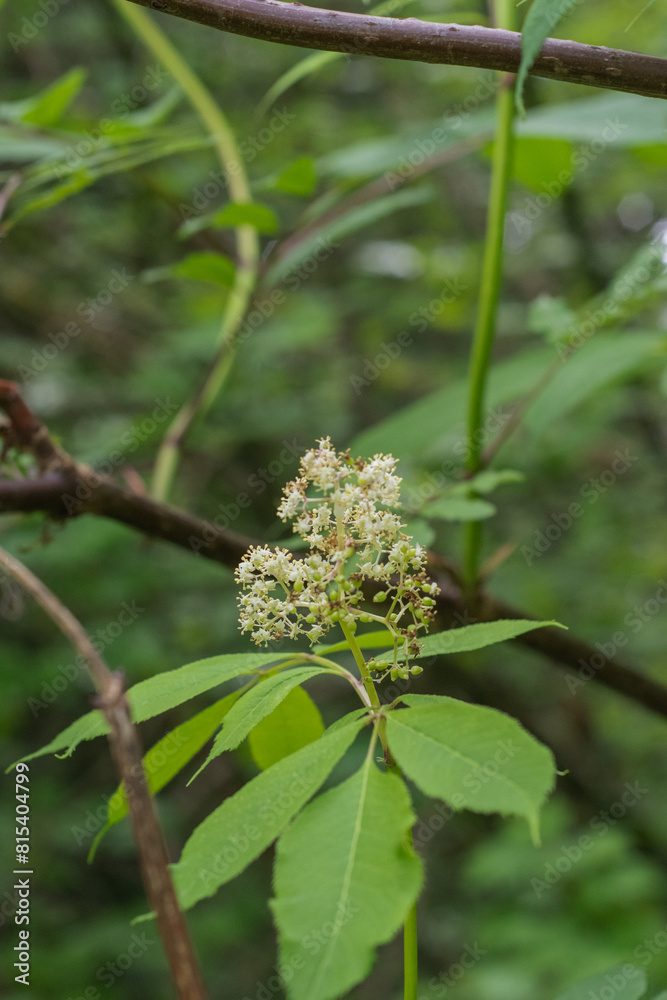 Japanese Red Elder (Sambucus sieboldiana) Japanese Red Elder (Sambucus sieboldiana)