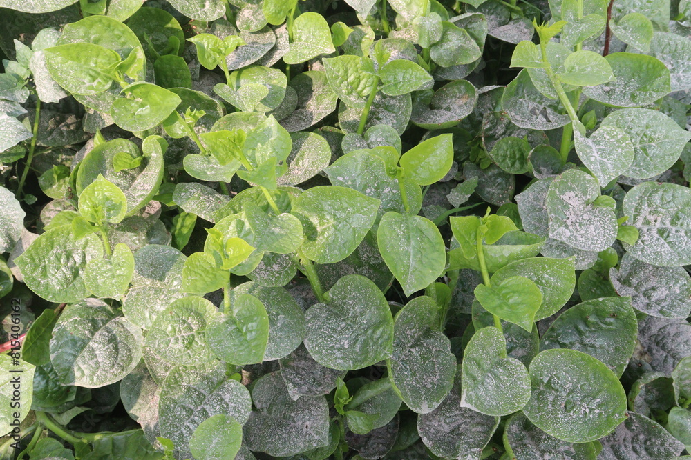 Malabar spinach on farm for harvesting Malabar spinach on farm for harvesting