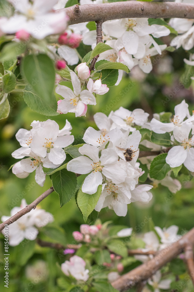 Crabapple (Malus) Crabapple (Malus)