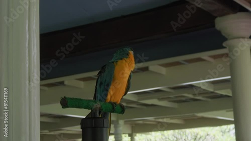 Portrait of Blue-and-yellow macaw parrot. Static shot. photo