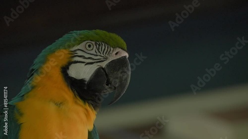 Close-up of Blue-and-yellow macaw head. Static shot. photo