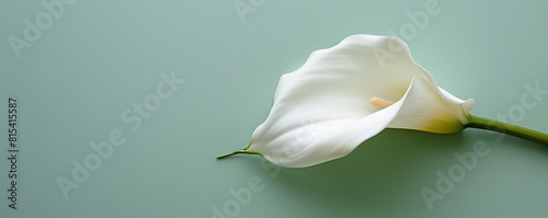 White calla lily on muted light green  background. Minimalist Zantedeschia Condolences card. with Copy space.