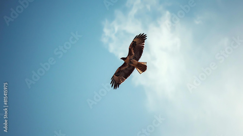 Soaring high above the world  the hawk s keen eyes scan the ground below.