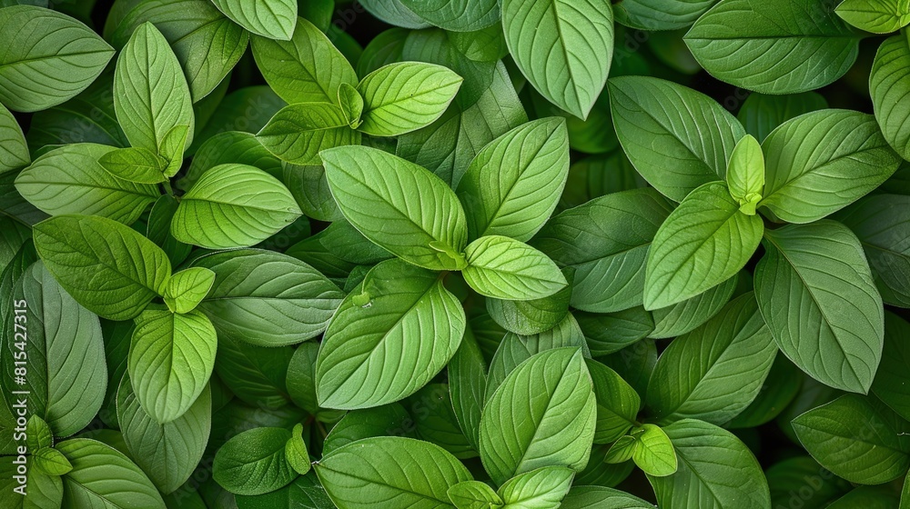 Vibrant Mint Leaf Patterns: A Study in Natural Beauty